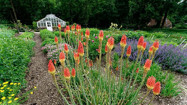 how-to-grow-red-hot-poker-torch-lily