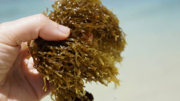 brown-seaweed-a-boon-from-sea-for-obese-and-diabetic-patients
