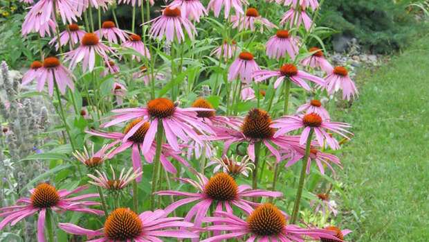what-are-the-benefits-of-echinacea