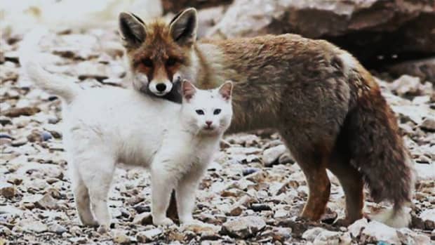 the-7-cat-like-behavior-in-fox