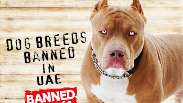 11-dog-breeds-banned-or-prohibited-in-uae-united-arab-emirates