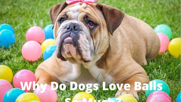 why-do-dogs-love-balls-so-much