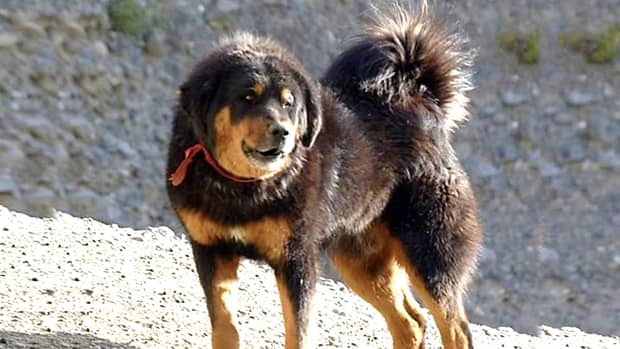 bhotia-dog-breed-information-facts-characteristics