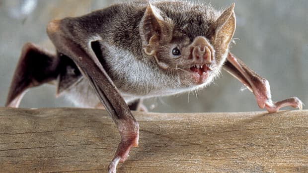the-vampire-in-science