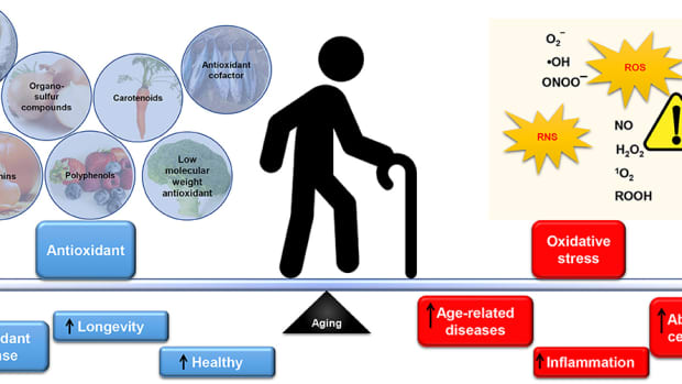 how-to-slow-the-human-aging-process-through-diet-supplementation-and-exercise