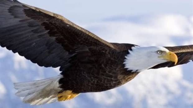 eagles-are-born-to-fly-high