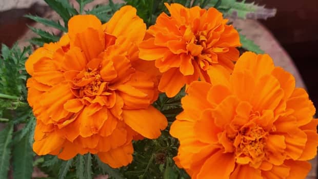 how-to-grow-the-indian-marigold-flowers-from-dried-leaves
