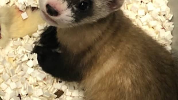 the-black-footed-ferret-that-could-save-the-species