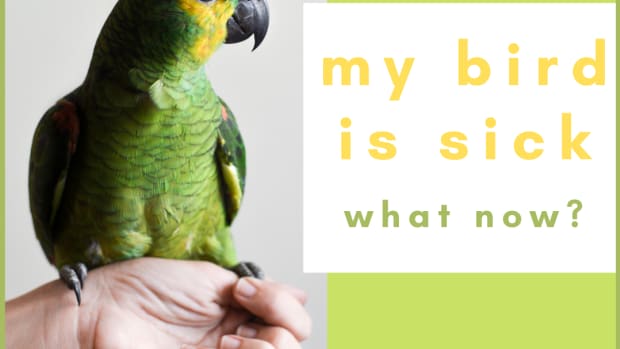 how-to-be-prepared-for-emergencies-with-your-parrot