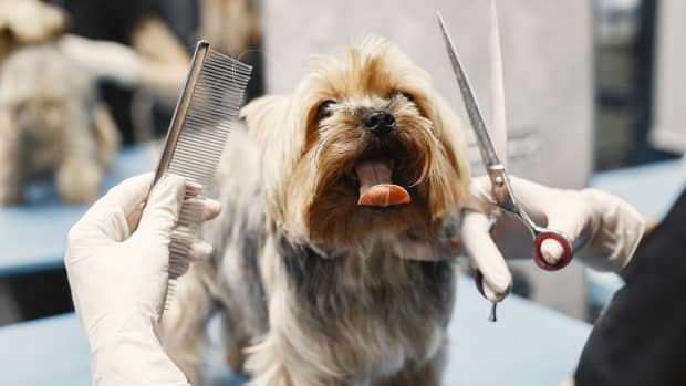 how-much-to-tip-pet-groomer