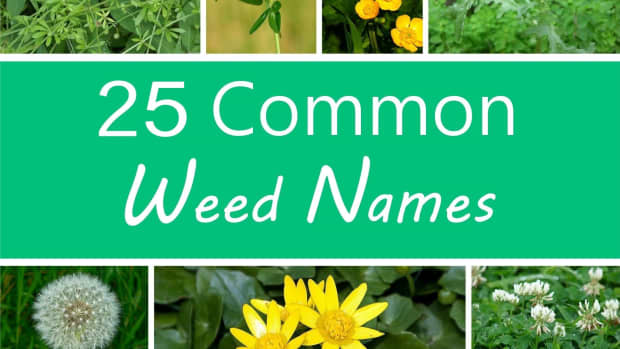 a-guide-to-common-weeds-names