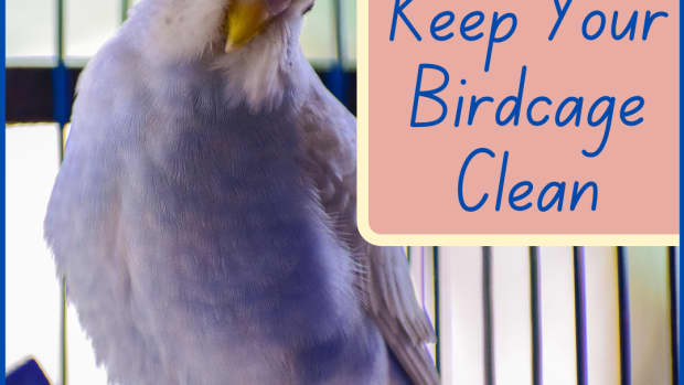 easy-hacks-to-help-mess-proof-your-bird-cage