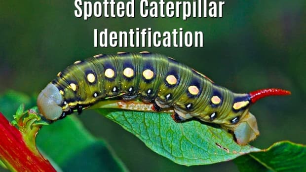caterpillars-with-spots