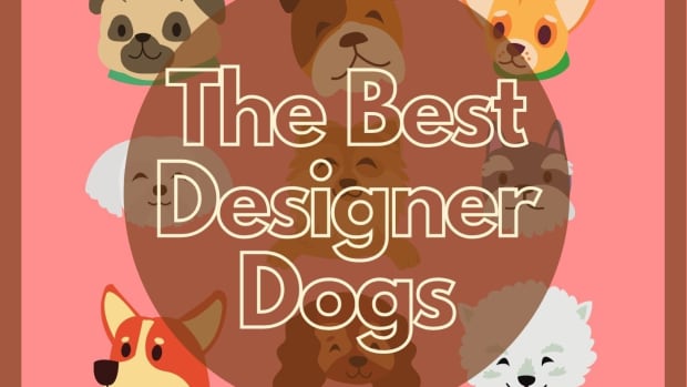 top-10-designer-dog-breeds