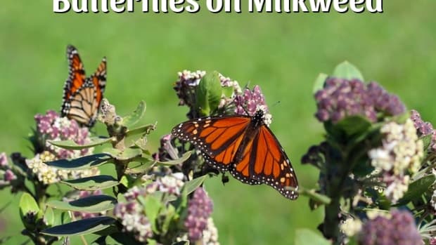 butterflies-on-milkweed