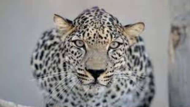 arabian-leopard-day