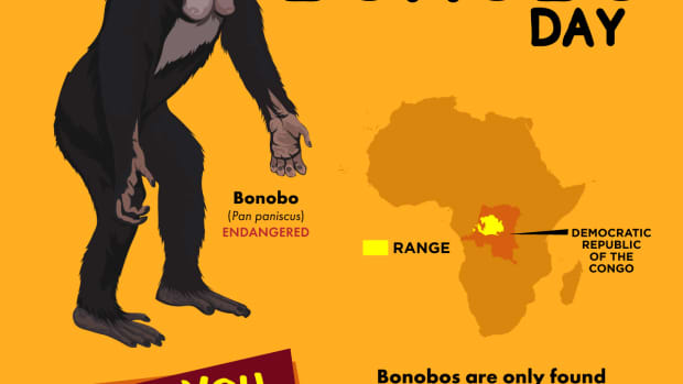 world-bonobo-day