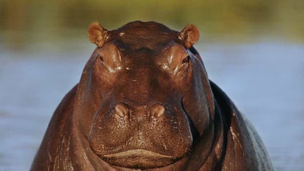 world-hippopotamus-day