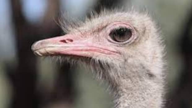 world-ostrich-day