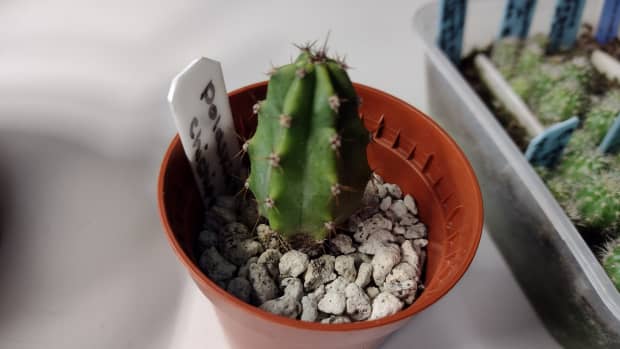 how-to-grow-cactus-from-seed-with-demo-video-and-tips