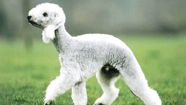 10-best-rare-and-excellent-dog-breeds