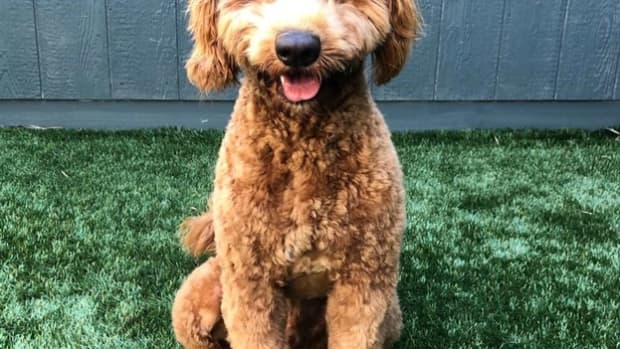 oodles-of-doodles-the-best-poodle-mixed-dog-breeds