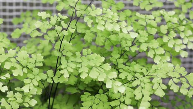 how-to-grow-maidenhair-ferns-indoors-or-outdoors