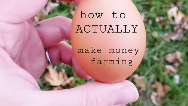 how-to-actually-make-money-small-farm-homestead