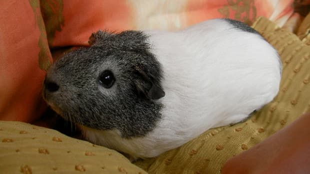 how-to-look-after-your-guinea-pig