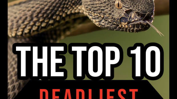 the-top-10-deadliest-snakes-in-africa