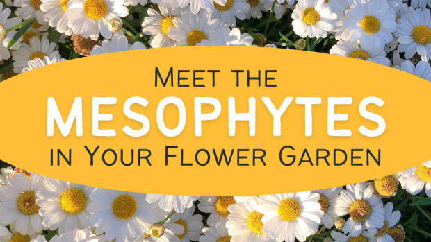 mesophytes-our-everyday-garden-plants