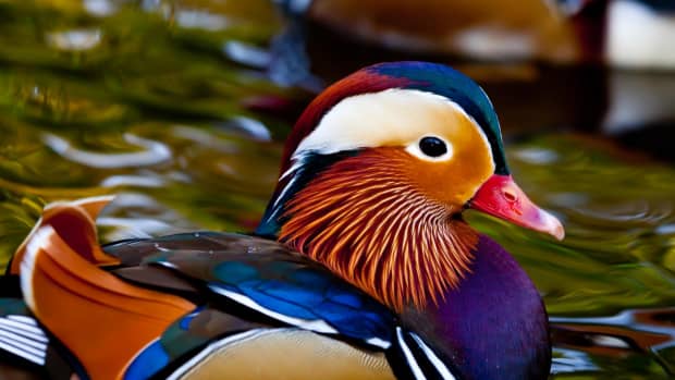 everything-you-need-to-know-about-mandarin-ducks
