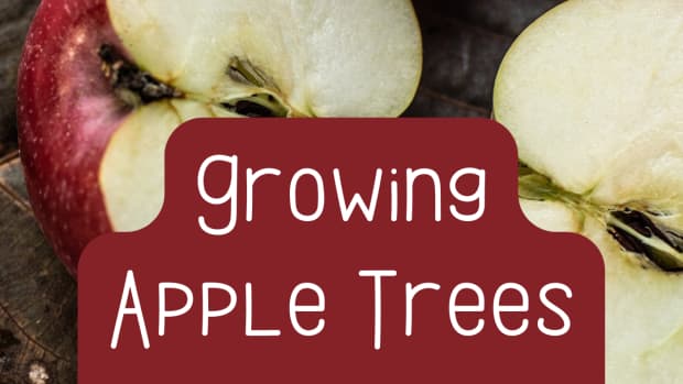 how-do-you-grow-apple-trees-from-seeds