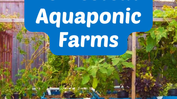 homestead-aquaponic-farming