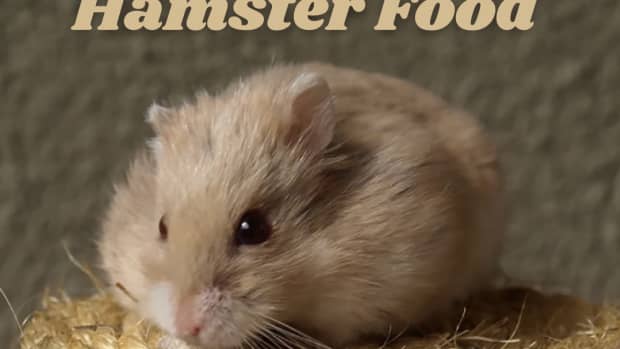 organic-hamster-food-recipe