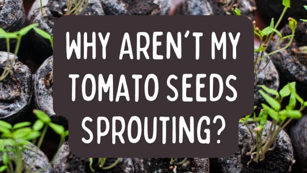 why-tomato-seeds-not-germinating