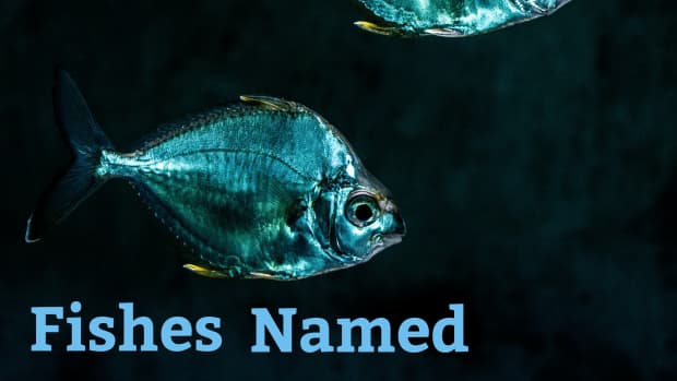 list-of-fishes-named-after-parts-of-animals