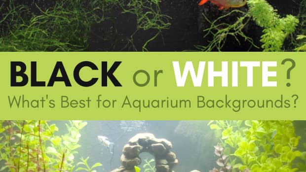 black-or-white-choosing-the-right-background-for-your-aquarium