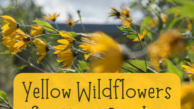yellow-wildflowers-garden