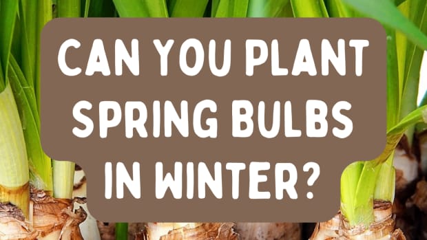 is-it-too-late-to-plant-spring-bulbs
