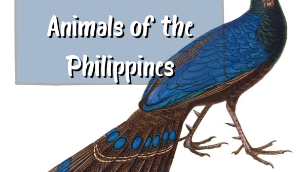 10-of-the-most-beautiful-animals-in-the-philippines