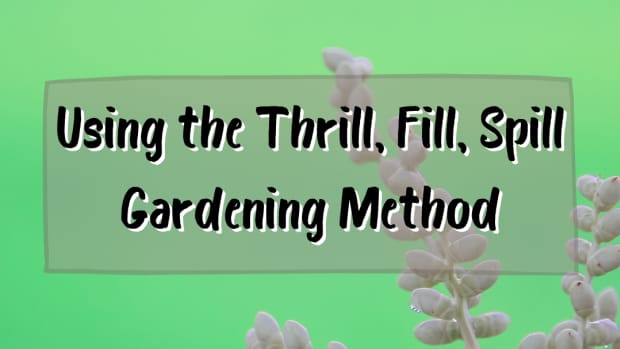 thrill-spill-and-fill-container-gardening