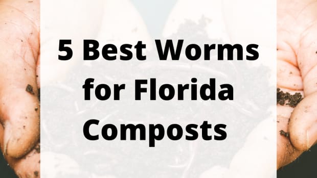 best-vermicomposting-worms-for-florida