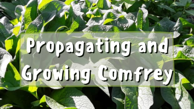 propagating-comfrey