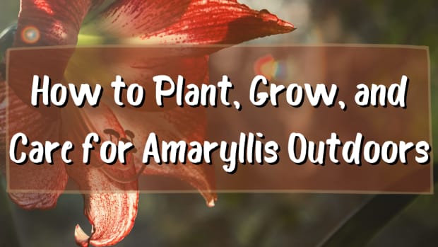 how-to-plant-and-grow-stunning-amaryllis-flowers