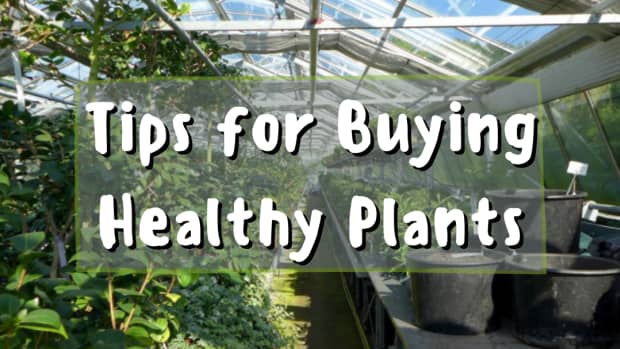 how-to-buy-healthy-plants