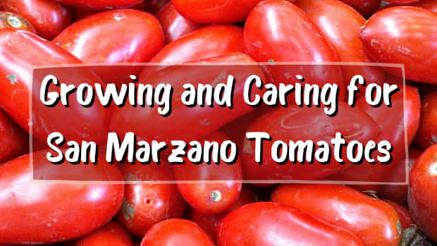 250 Tomato Seeds San Marzano along Seed Vegetables Plant indetrminata 