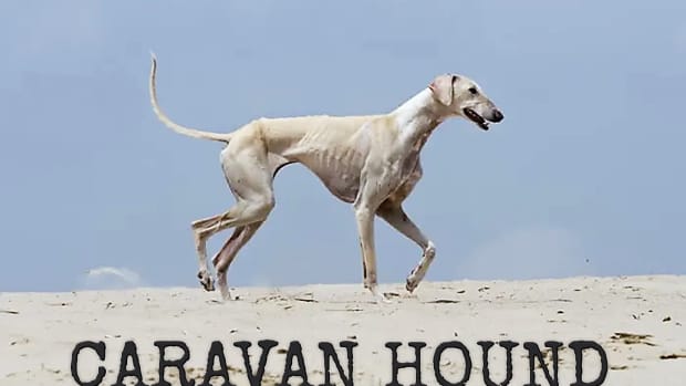 caravan-or-karavan-hound-dog-breed-information-facts-characteristics