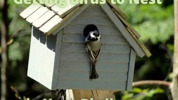 how-to-attract-birds-to-a-birdhouse