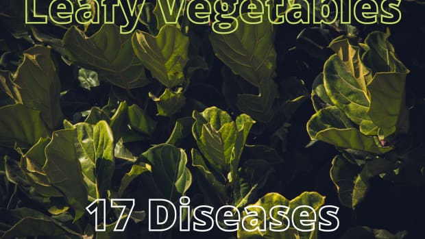 common-diseases-of-leafy-vegetables-prevention-and-treatment